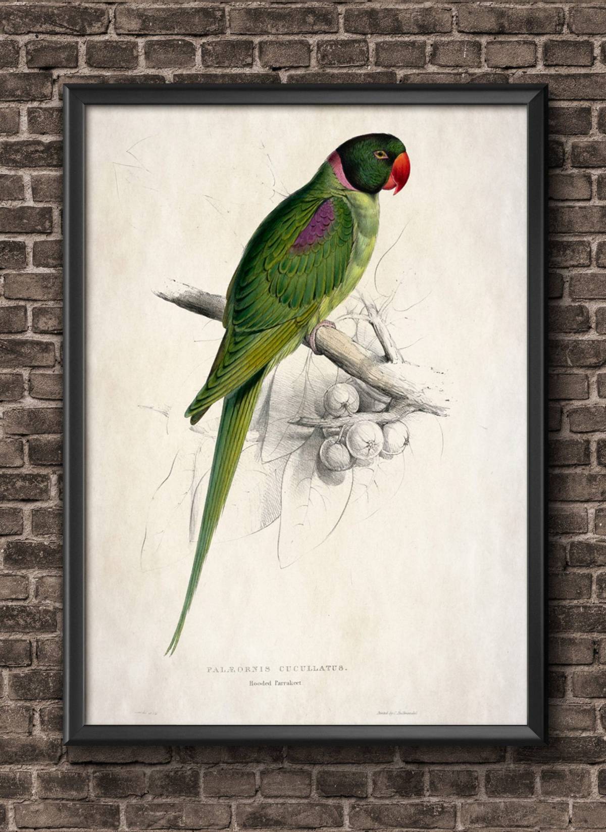 Parrot Bird Watercolor Wall Art Print, Tropical Birds Home Decor