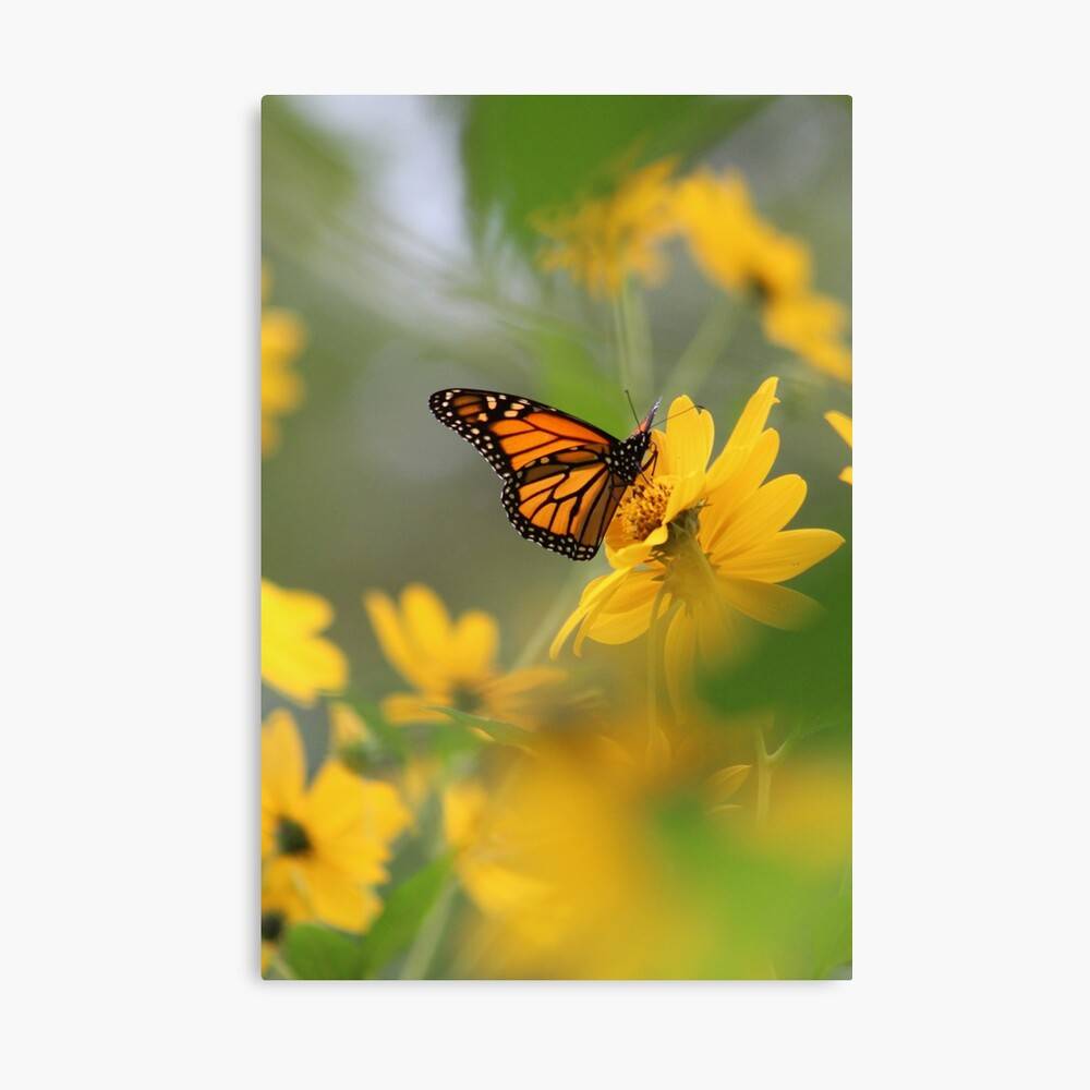 Monarch Butterfly On Flower Spring Outdoors Yellow – Poster - Canvas ...