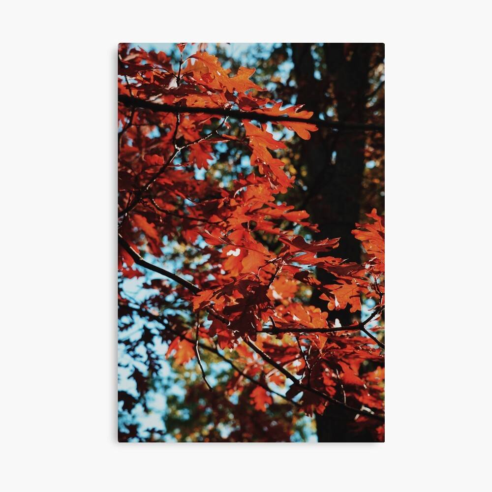 Fall Leaves Orange Autumn Weather October – Poster - Canvas Print ...