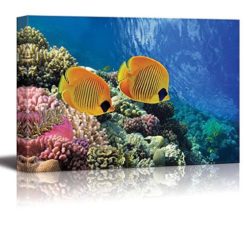 Coral Reef And Tropical Fish In Sunlight – Poster - Canvas Print ...