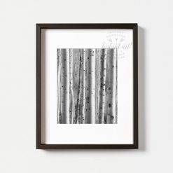 Birch Trees Photography,Modern Art,Black And White Photography,Nature ...