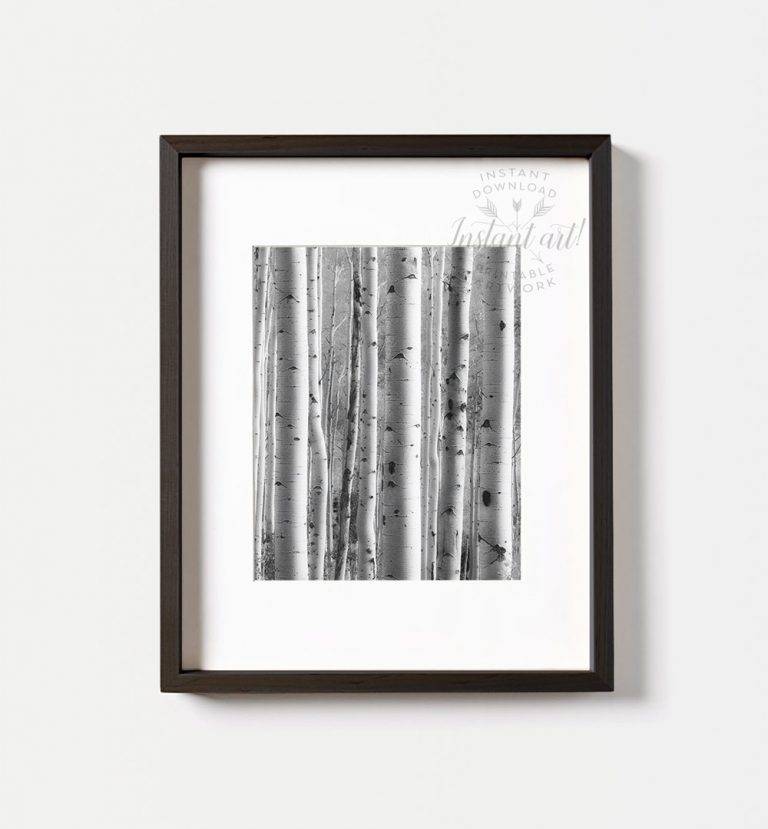 Birch Trees Photography,Modern Art,Black And White Photography,Nature ...