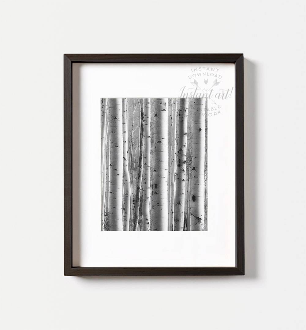 Birch Trees Photography,Modern Art,Black And White Photography,Nature ...