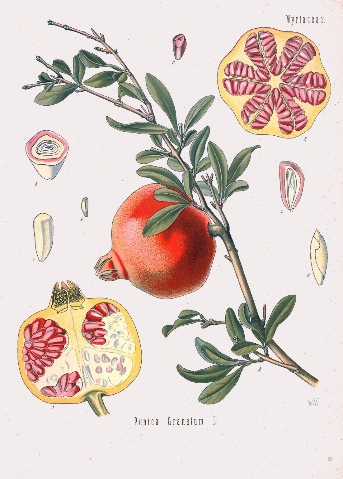 Pomegranate Botanical Print Illustration Art Botanical Poster