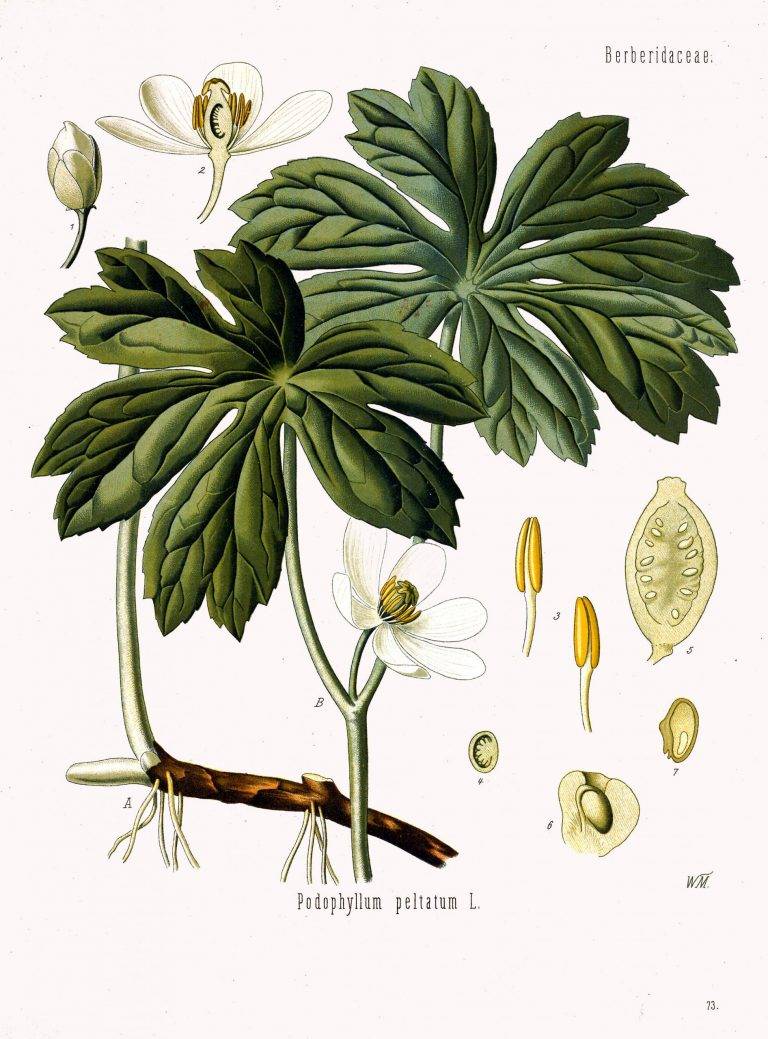 Mandrake Botanical Print Illustration Art Botanical Poster Canvas