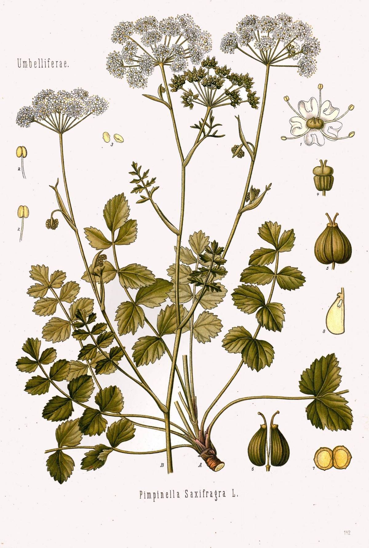 saxifrage-botanical-print-illustration-art-botanical-poster-canvas