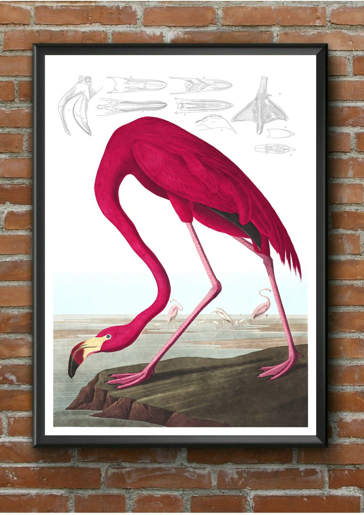 Audubon Birds American Flamingo Print From Birds Of America Audubon ...